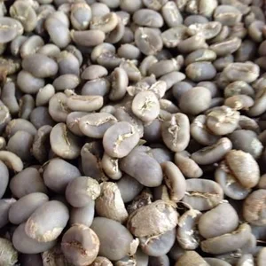 Green Beans Toraja Arabica Minanga