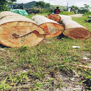 Kayu Sengon Log Grade dalam Ukuran 260 cm Diameter A3 hingga A4