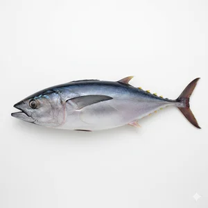 Fresh Seafood Tuna Fish Average 4–9 kg