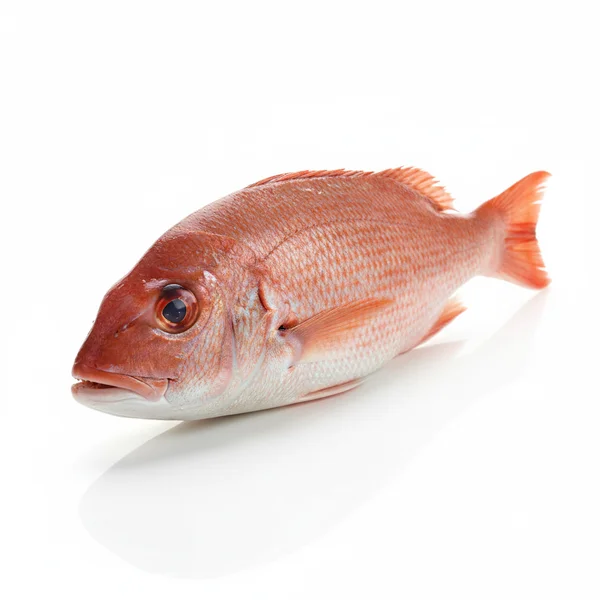 Ikan Laut Segar Ikan Kakap Merah