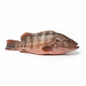 Sea Fish Fresh Grouper Fish