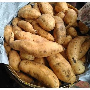 Ubi Madu Cilembu Asli 1kg