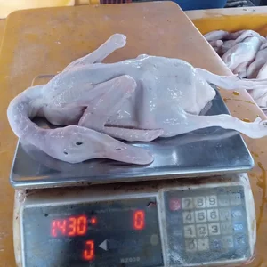 Bebek Utuh Segar / Ready size 1 - 1.5 Kg