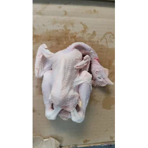 Ayam Segar Utuh / size 500g