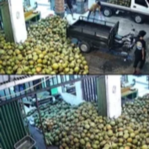 Kelapa Muda Segar - Gelondongan Grosiran - Buah Segar