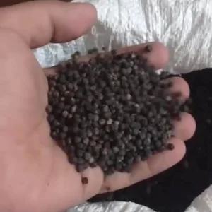 Lada Hitam Butiran Grade A – Black Pepper Export Quality