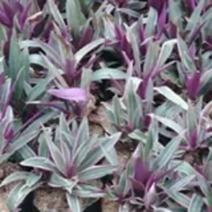 Tanaman Hias Adam Hawa Rhoeo Discolor Live Plant Pot Hias