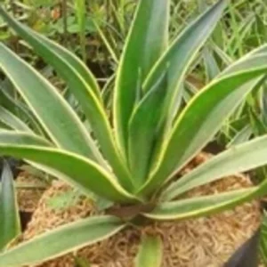 Tanaman Hias Agave Hijau (Agave Americana)