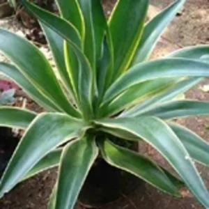 Tanaman Hias Agave King Hidup Agave Sp