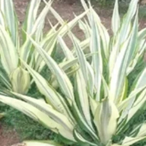 Tanaman Hias Agave Putih Agave Furcrea Gigantea