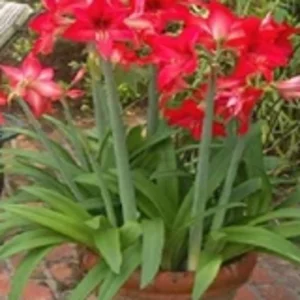 Tanaman Hias Amarilis Merah Amaryllis Sp