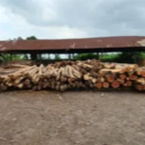 Balok Kayu Kaso 4/6 4 Meter / Biasa