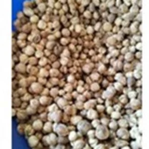 Biji Kapulaga Rempah Pilihan Grade Export Quality