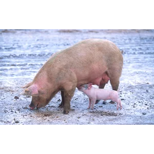 daging babi impor Denmark Grade A