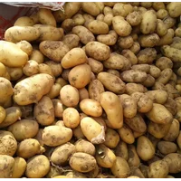 kentang dieng premium grade A 