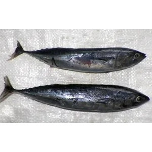 Deho Atau Tonggol