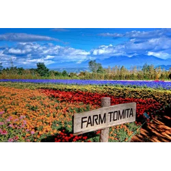 8D Japan Hokkaido - Lavender + Tomita Farm By ANA (WH08) All In Price IDR 27.600.000  Flight By: ANA Airlines