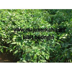 BIBIT TANAMAN BERINGIN