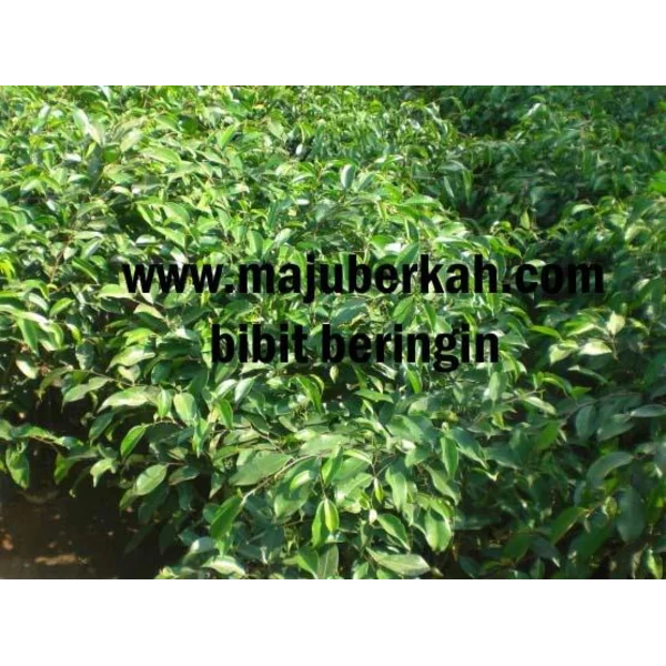 BIBIT TANAMAN BERINGIN