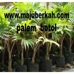 BIBIT TANAMAN PALEM