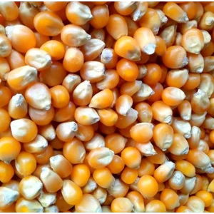 JAGUNG POP CORN MUSHROOM 1 ZAK