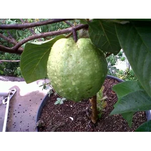 Bibit Tanaman Buah Jambu Batu Kristalin