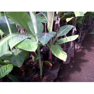 Bibit Tanaman Buah Pisang Cavendish