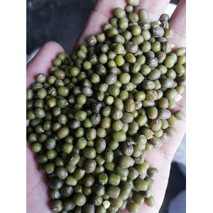 Kacang Hijau Toge Per kg