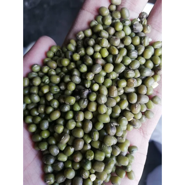 Kacang Hijau Toge Per kg