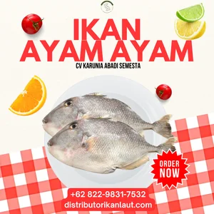 Ikan Ayam Ayam Tetelan Daging (Trimmings) Beku – Blok 25 Kg