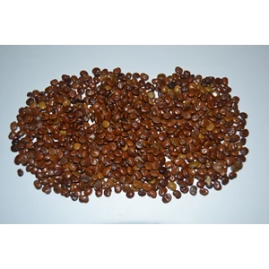 Kacangan Calopogonium Caeruleum  (CC)