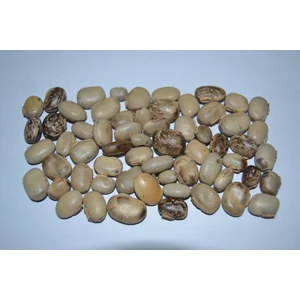 Kacangan Mucuna cochinensis (MC)