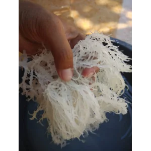 Rumput Laut Putih E-Spinusum