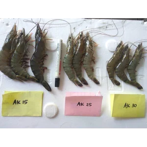 Large Fresh Tiger Pancet Shrimp 500 Gram