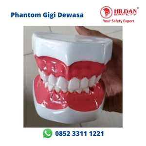 Phantom GIGI DEWASA Peraga Kesehatan Alat Kedokteran Gigi