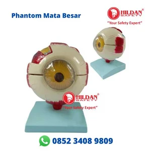 Anatomi Model BOLA MATA BESAR Alat Peraga Phantom Manekin Torso Mata