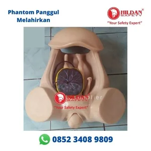 Phantom Manikin PANGGUL IBU MELAHIRKAN Panggul Persalinan dan Manikin Bayi Bahan Silicon
