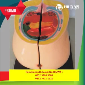 PRODUSEN LANGSUNG!! Pengrajin Alat Peraga PhantomKesehatan Murah Tribur