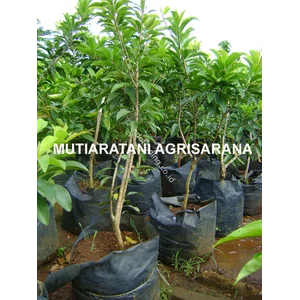 Bibit Buah Sawo