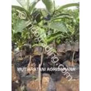 Bibit Buah Cempedak