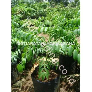 Bibit Buah Kedondong