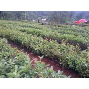 bibit jambu biji mega merah wijaya merah