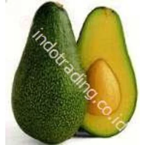Bibit Buah Alpukat