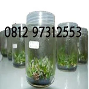 Botol Kultur Jaringan