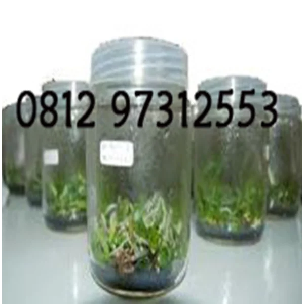 Botol Kultur Jaringan