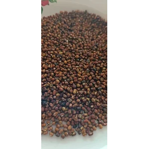 Bibit Tumbuhan Pueraria Javanica (PJ) LCC benih biji