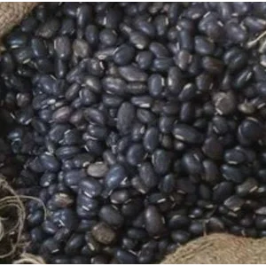Bibit Tumbuhan Mucuna Bracteata (MB) ex India Benih Biji