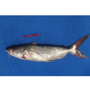 Ikan Otek Putih