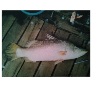 Ikan Segar Barramundi Ikan Kakap Putih