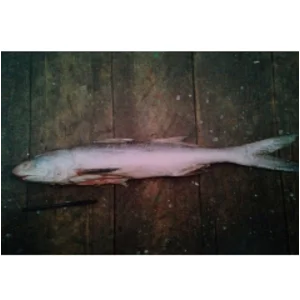 Ikan Segar Laut Kurau 